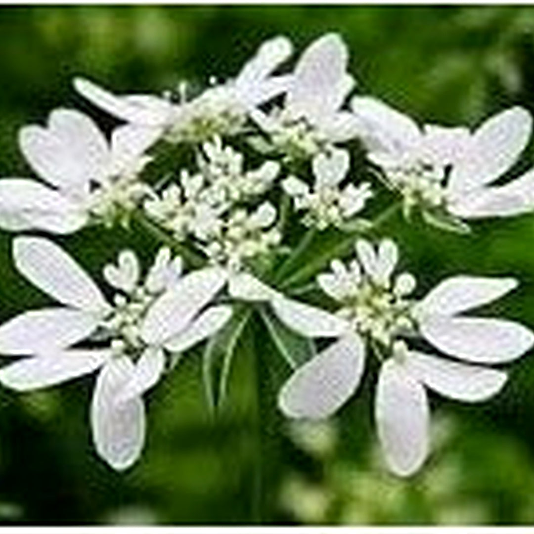 Organic White Orlaya Flower Seeds for Planting [neera-v5-55aa12aae11eb967f24d]