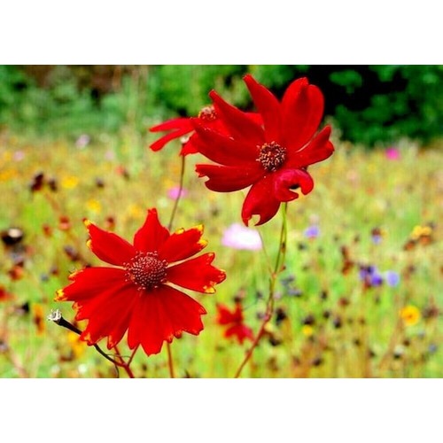 Red Coreopsis Flower Seeds for Planting [neera-v5-55aa2dcf6e3ede63f366]