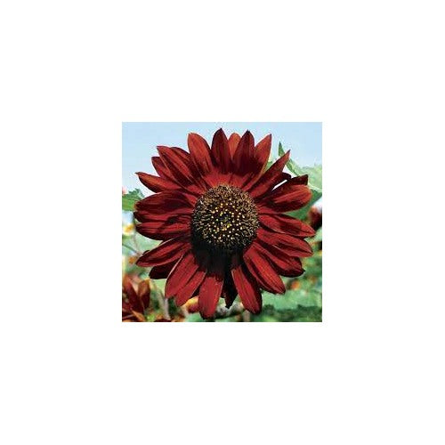 Velvet Queen Sunflower Flower Seeds [neera-v5-55baf7601fb9797853ad]