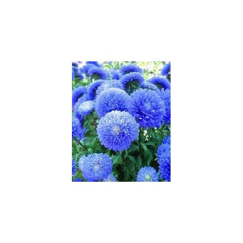 Heirloom Blue China Aster Flower Seeds for Planting [neera-v5-55bbba2aa99f22419f24]