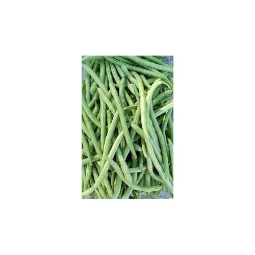 Heirloom Non-GMO Blue Lake Pole Bean Seeds for Planting [neera-v5-55bd2281734b29f81388]