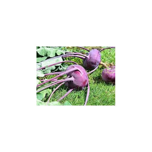 Kohlrabi Purple Vienna Seeds for Planting [neera-v5-55bd81f4dc39876f30d0]