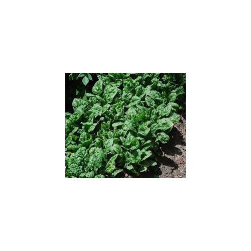 Bloomsdale Long Standing Spinach Seeds for Planting [neera-v5-55dd13d5b95077c4d405]