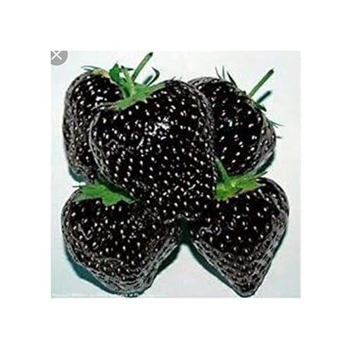 Strawberry Fruit Seeds for Planting [neera-v5-55de7385b84cb4ede01c]