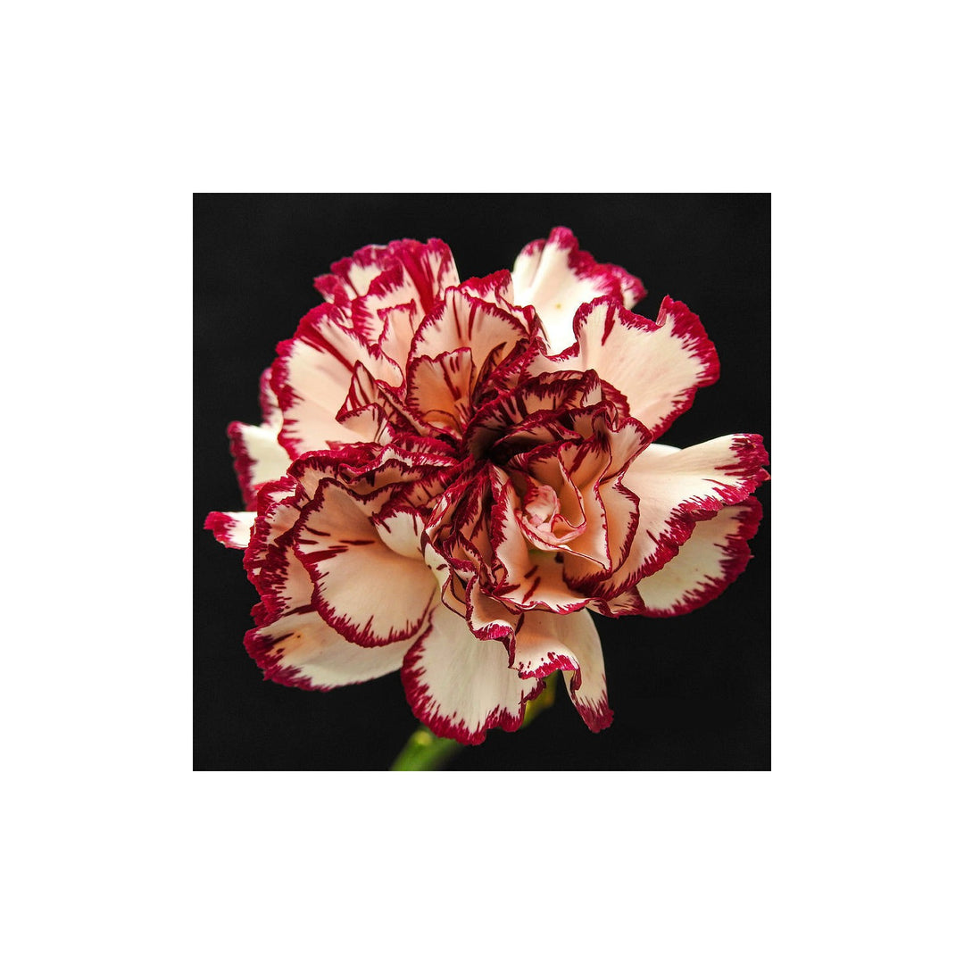 Red Cream Carnation Flower Heirloom Non Gmo Bi Color Blooms Garden Planting Flower Seeds [neera-v5-55f6381c486f36b4c3e4]