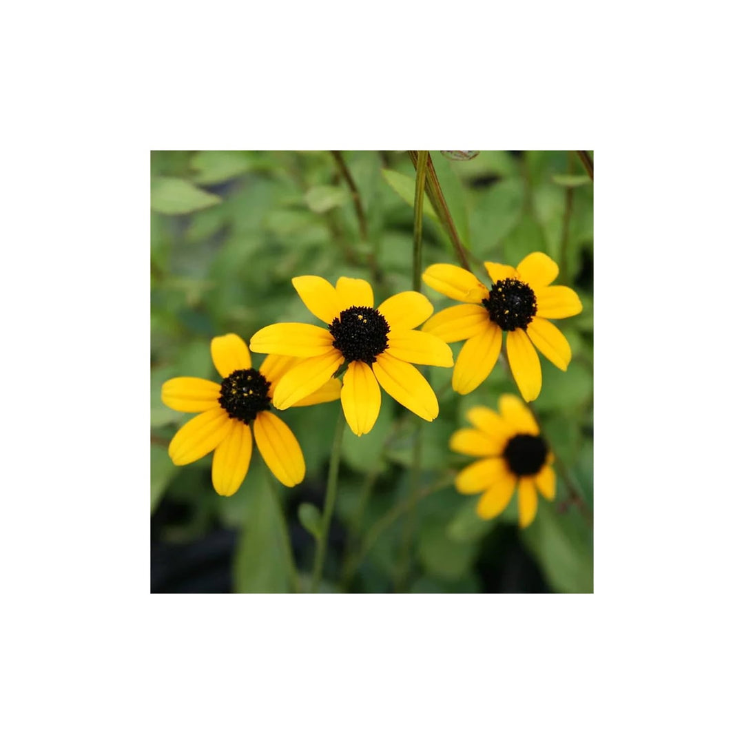 Yellow Rudbeckia Triloba Flower Planting Wildflowers Heirloom Non Gmo Flower Seeds Home [neera-v5-55fa73e30a2e0bd2bdbe]