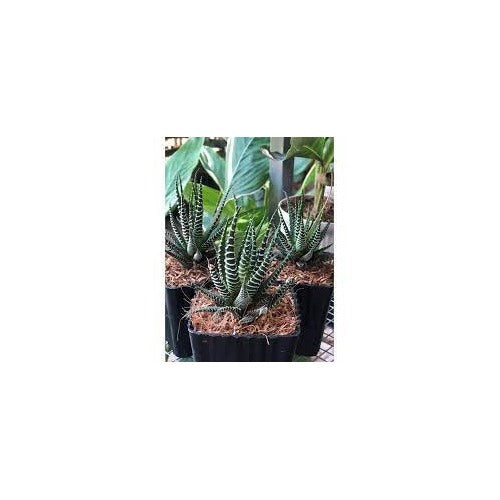 Edible Aloe Vera Plant Seeds [neera-v5-55fa94ffa1e4b5b846c0]