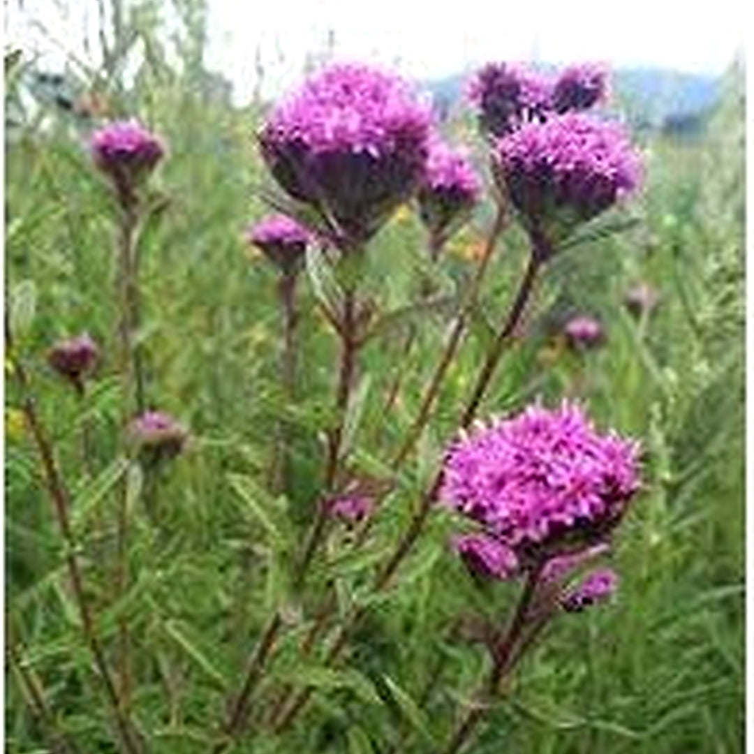 Stevia eupatoria Plant Seeds [neera-v5-55fd80289acf19a7daa1]