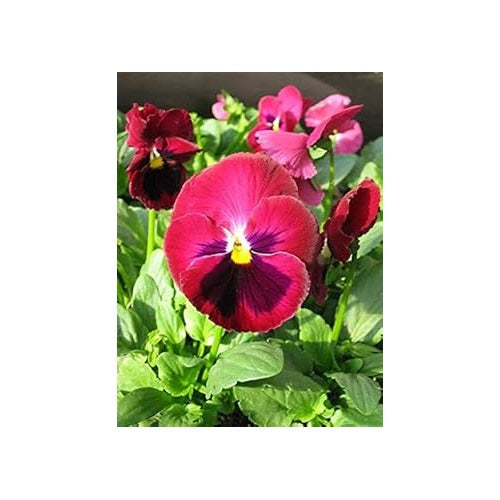Pink White Pansy Seeds for Planting [neera-v5-560ac7f8fc51a4b30445]