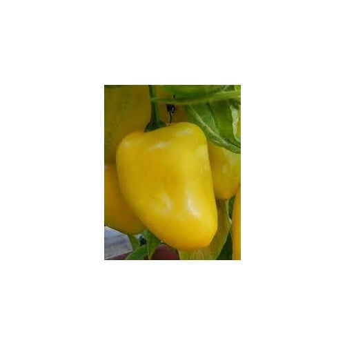 Rocoto Yellow (Rocoto Amarillo) Pepper Seeds [neera-v5-562b0f3f467f8ad86275]