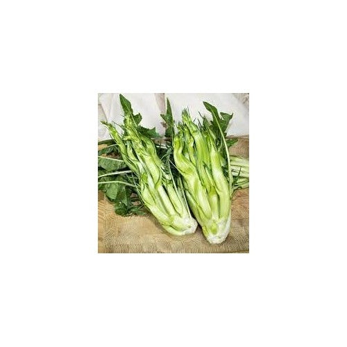 Puntarelle (Asparagus Chicory) Plant Seeds for Planting [neera-v5-562e37fec936e0b78e63]