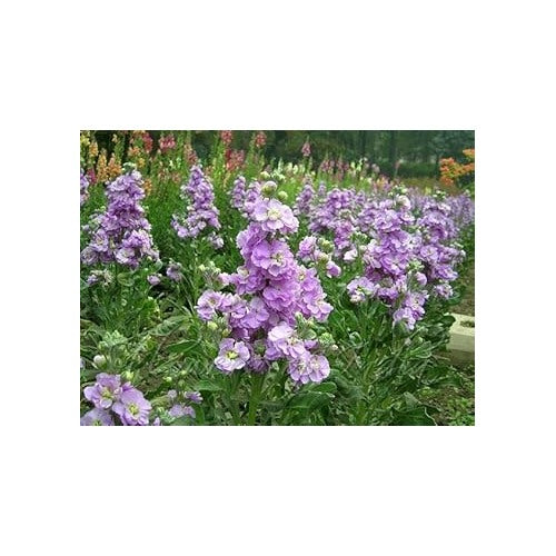 Heirloom Non-GMO Lavender Matthiola Incana Flower Seeds [neera-v5-564524b4a381e609ec21]