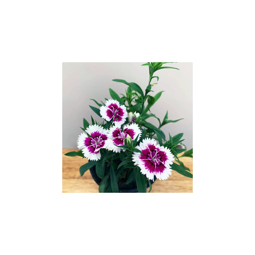 Purple White Organic Dianthus Flower For Planting Heirloom Non Gmo Flower Seeds for Home Garden [neera-v5-564947d6d64f1072fc8a]