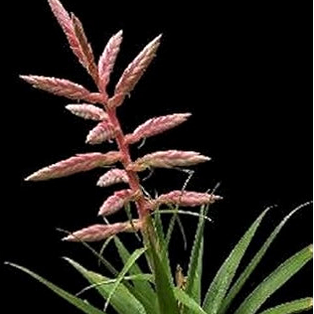 Pink Tillandsia Cretacea Plant Seeds [neera-v5-56611e49427866177bf9]