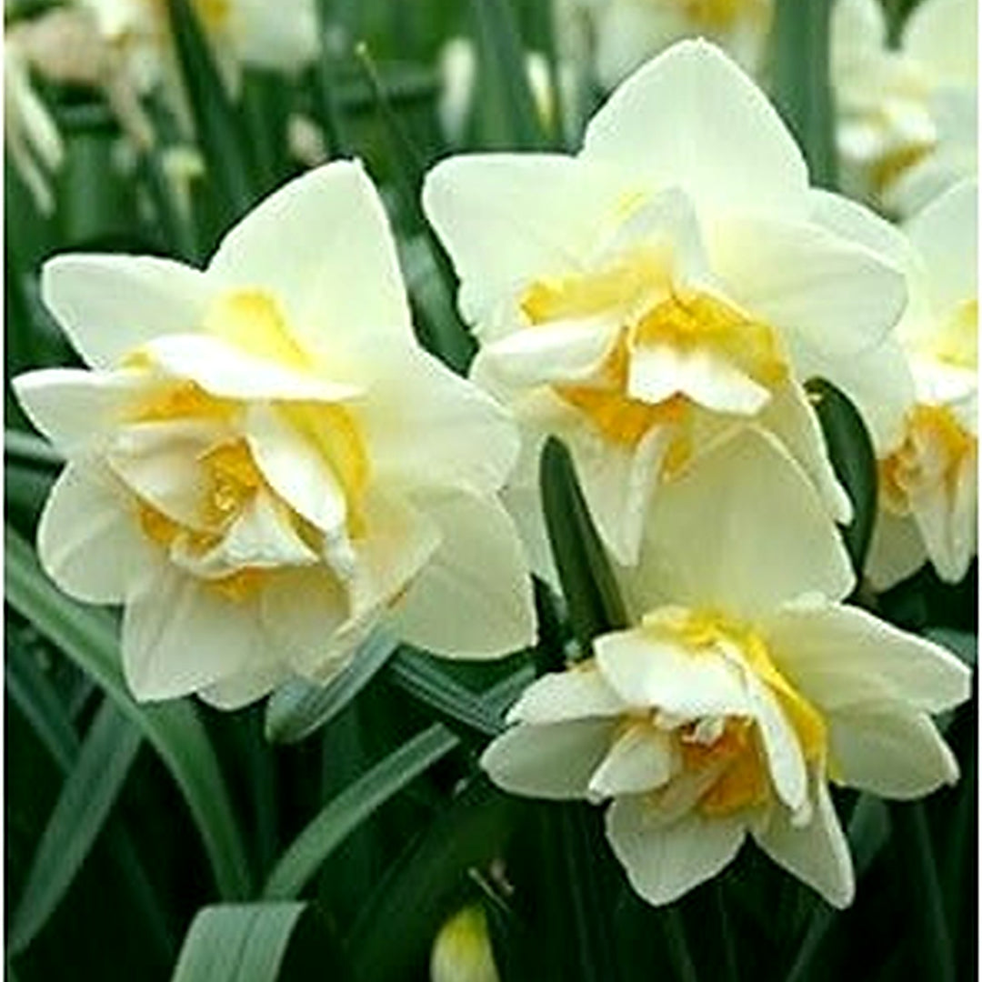 Organic White Light Yellow Double Petal Narcissus Seeds [neera-v5-5675df66a1ca9c4e71a2]