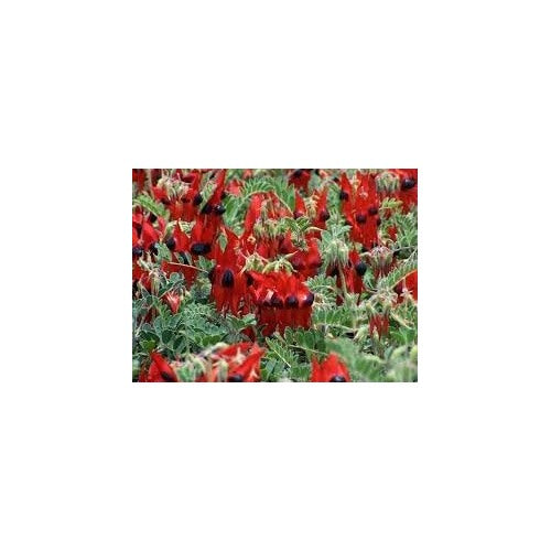 Sturt’s Desert Pea Flower Seeds for Planting [neera-v5-567adcc78e0092114aeb]