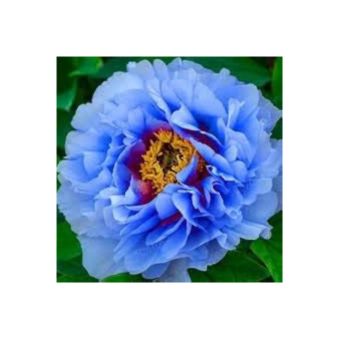 Blue Peony Paeonia Suffruticosa Double Light Tree Flower For Planting Great For Ornamental Home [neera-v5-567b892f134081bcf37f]