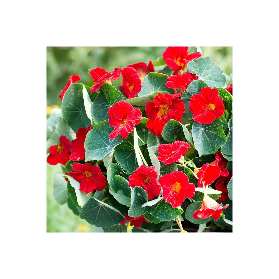 Heirloom Non Gmo Nasturtium Flower For Planting Edible Vibrant Blooms Flower Seeds for Home Garden [neera-v5-5689d0a433a9e5c40bb4]