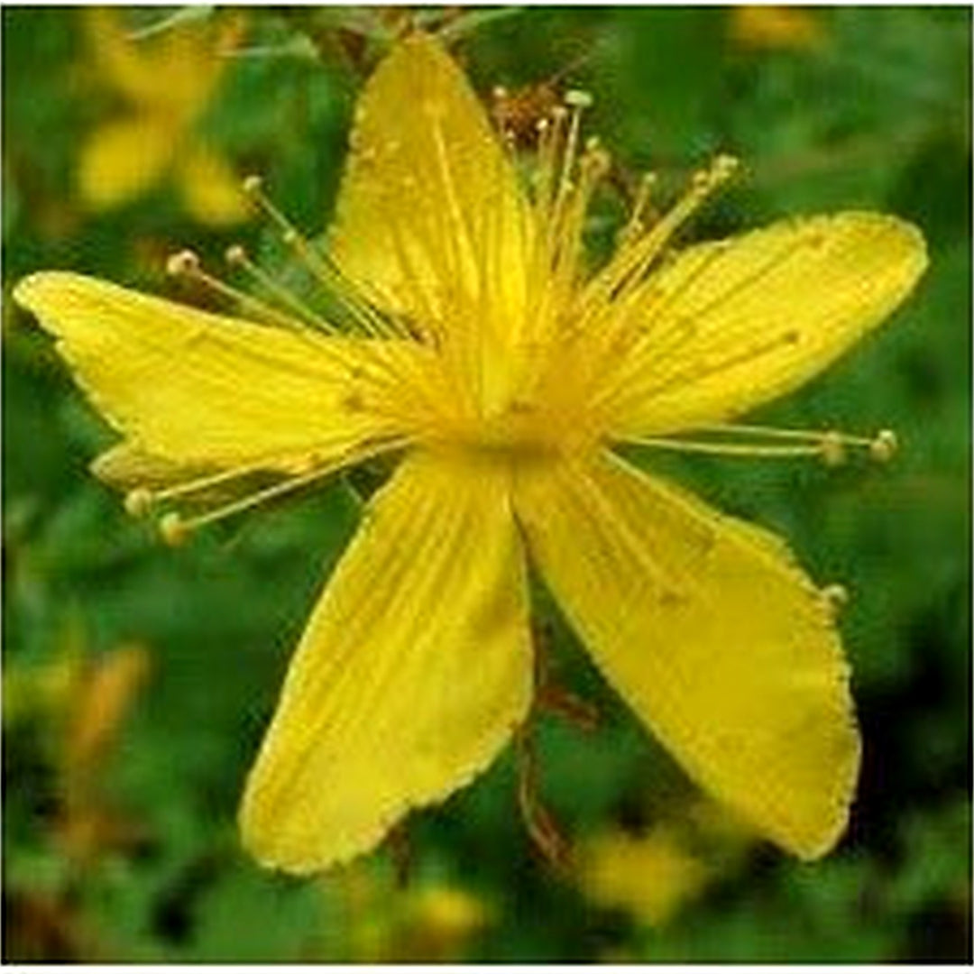 St. John’s Wort Seeds (Hypericum perforatum) for Planting [neera-v5-568e6841bae15cf02ae0]