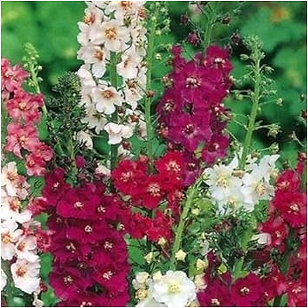 Heirloom Non-GMO Mixed Verbascum Flower Seeds for Planting [neera-v5-569b3e73e4fd969568fd]