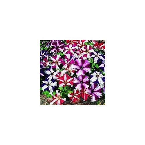 Mexican Petunia Mixed Flower Seeds for Planting [neera-v5-56a5704c74704291eda0]