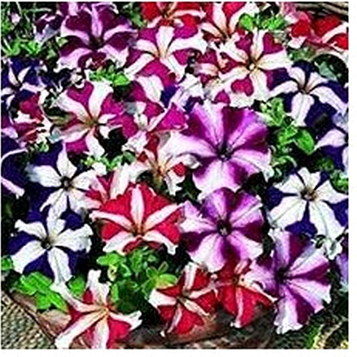 Mexican Petunia Mixed Flower Seeds for Planting [neera-v5-56a5704c74704291eda0]