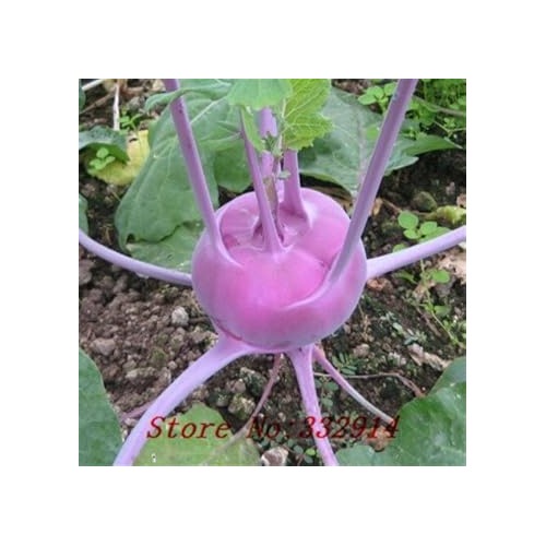 Pink Kohlrabi Seeds for Planting [neera-v5-56a59342dfc316cbde35]