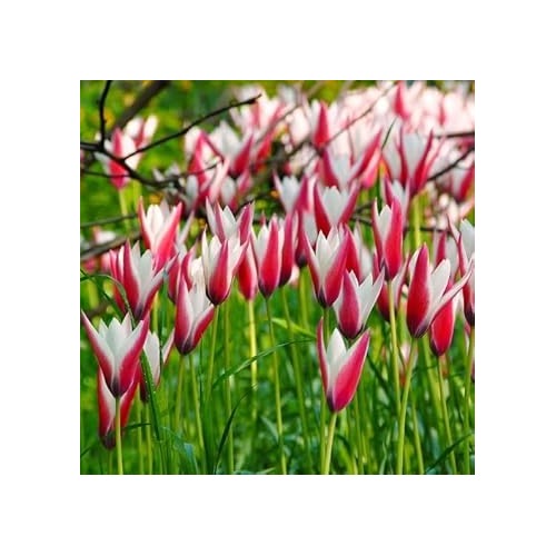 Peppermint Stick Tulip Flower Seeds for Planting [neera-v5-56b0440cb98cbf68b3b6]
