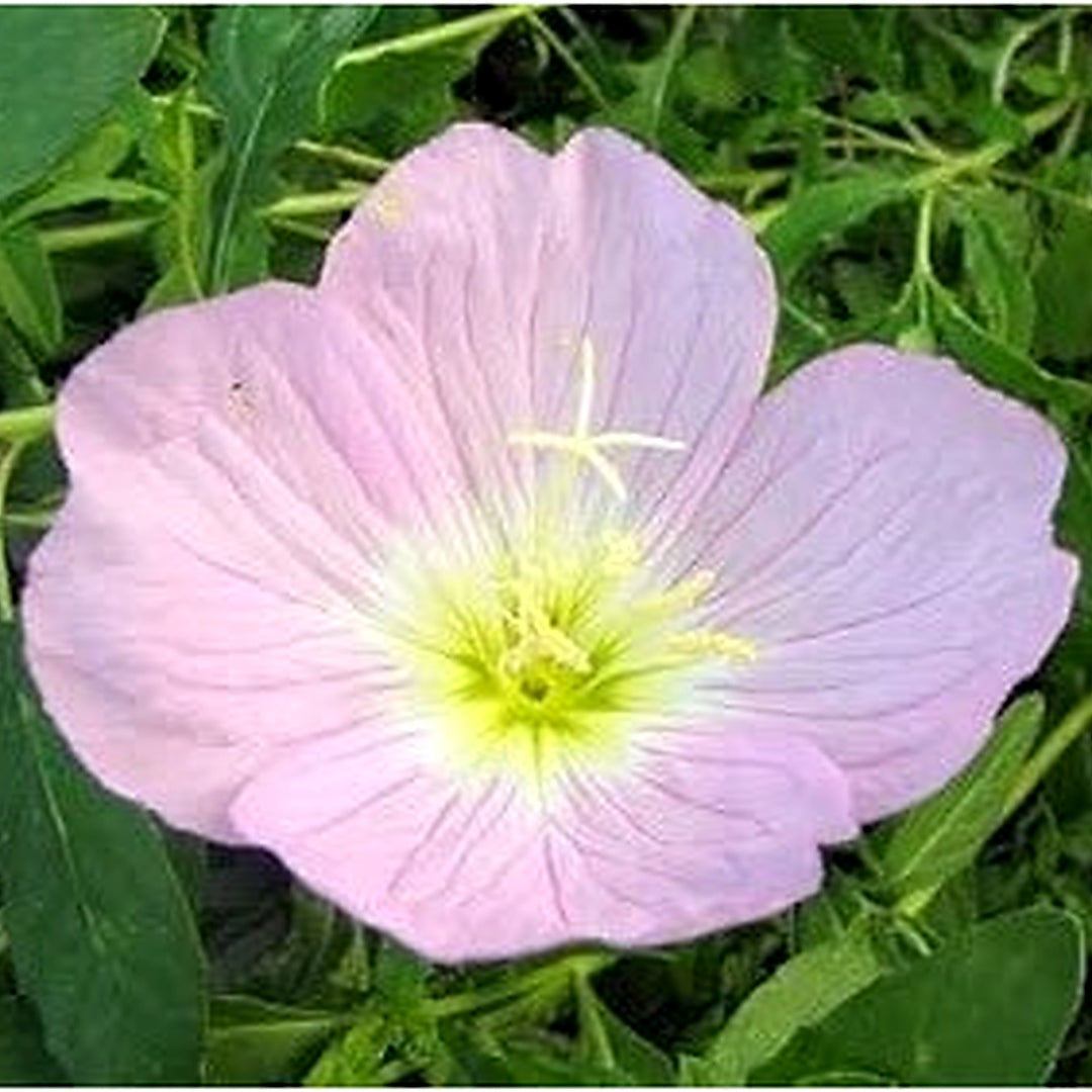 Light Pink Primrose Flower Seeds [neera-v5-56de0d3556b2773b6d2b]