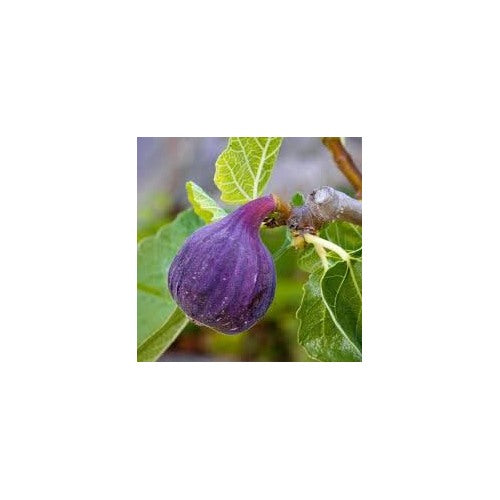 Purple Figs Fruit Seeds for Growing [neera-v5-56ef61727a098afe5160]
