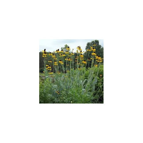 Rudbeckia maxima (Giant Coneflower)’ Black-Eyed Susan seeds for planting [neera-v5-56f5730dbaf7040a657b]