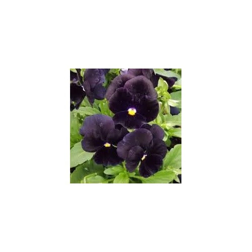 Heirloom Wanchen Pansy Flower Seeds for Planting [neera-v5-56f64ecf131862bb0f80]