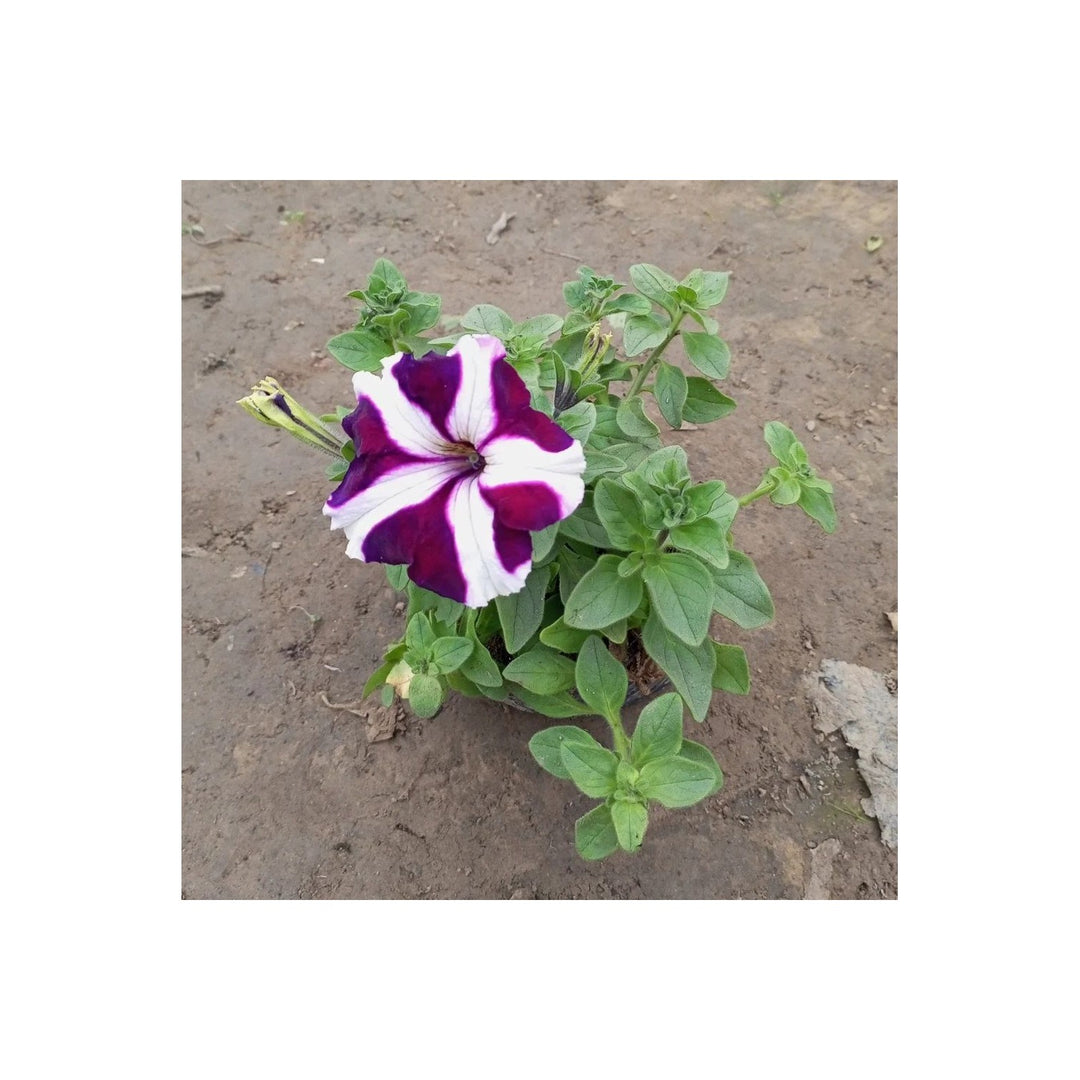 Purple White Petunia Flower For Garden Planting Heirloom Non Gmo Easy To Grow Flower Seeds for Home [neera-v5-56fadde213d550986def]