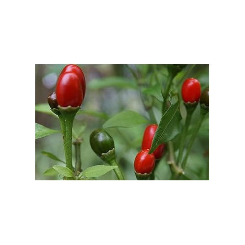Chiltepin Hot Pepper Seeds for Planting [neera-v5-5705f8f5b8bf12bc3c63]