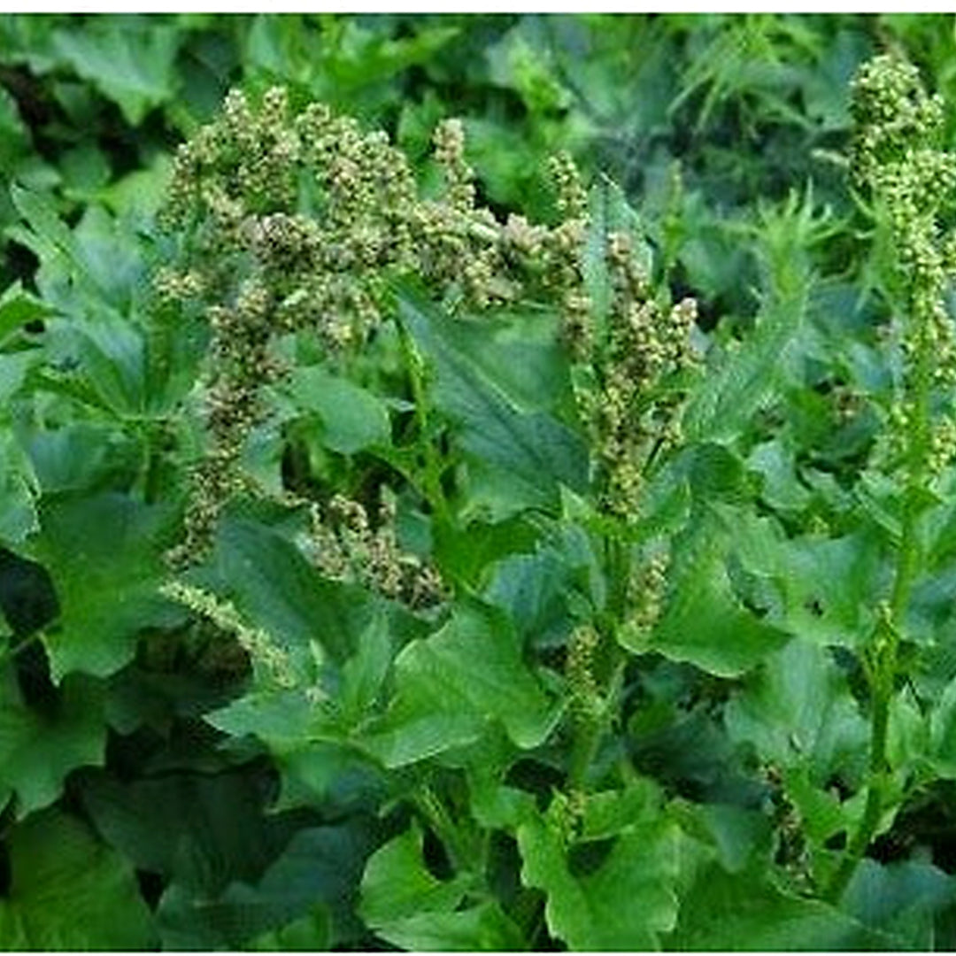 Good King Henry Planting Chenopodium Bonus Henricus Heirloom Non Gmo Flower Seeds Home [neera-v5-5709077421eb657b263b]
