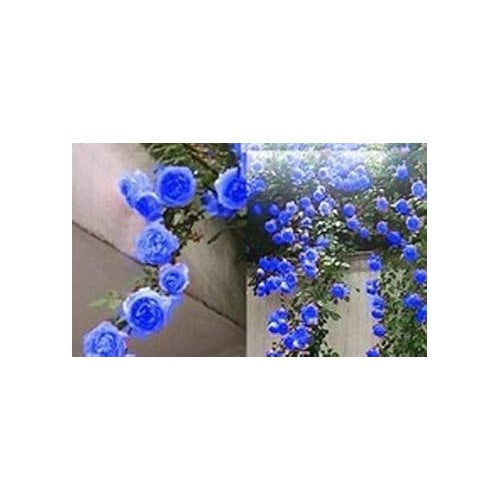 Sky Blue Climbing Rose Plant Seeds for Planting Non-GMO Heirloom Garden Seeds for Home and Outdoor Gardening [neera-v5-570cb6f65b00f1760d1e]