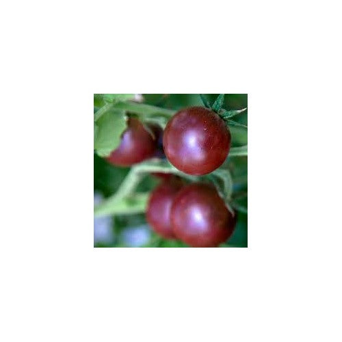 Purple Rutabaga Vegetable Seeds for Planting [neera-v5-571501703b21d2a29a5e]
