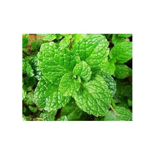 Green Water Mint Plant Seeds for Planting [neera-v5-5718adac236a88e17d2a]