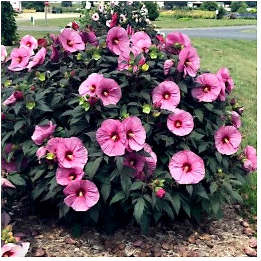 Pink Swamp Mallow Rose Planting Large Flower Hardy Hibiscus Fast Garden Plant Heirloom Non Gmo [neera-v5-5731030ef778517dddd4]