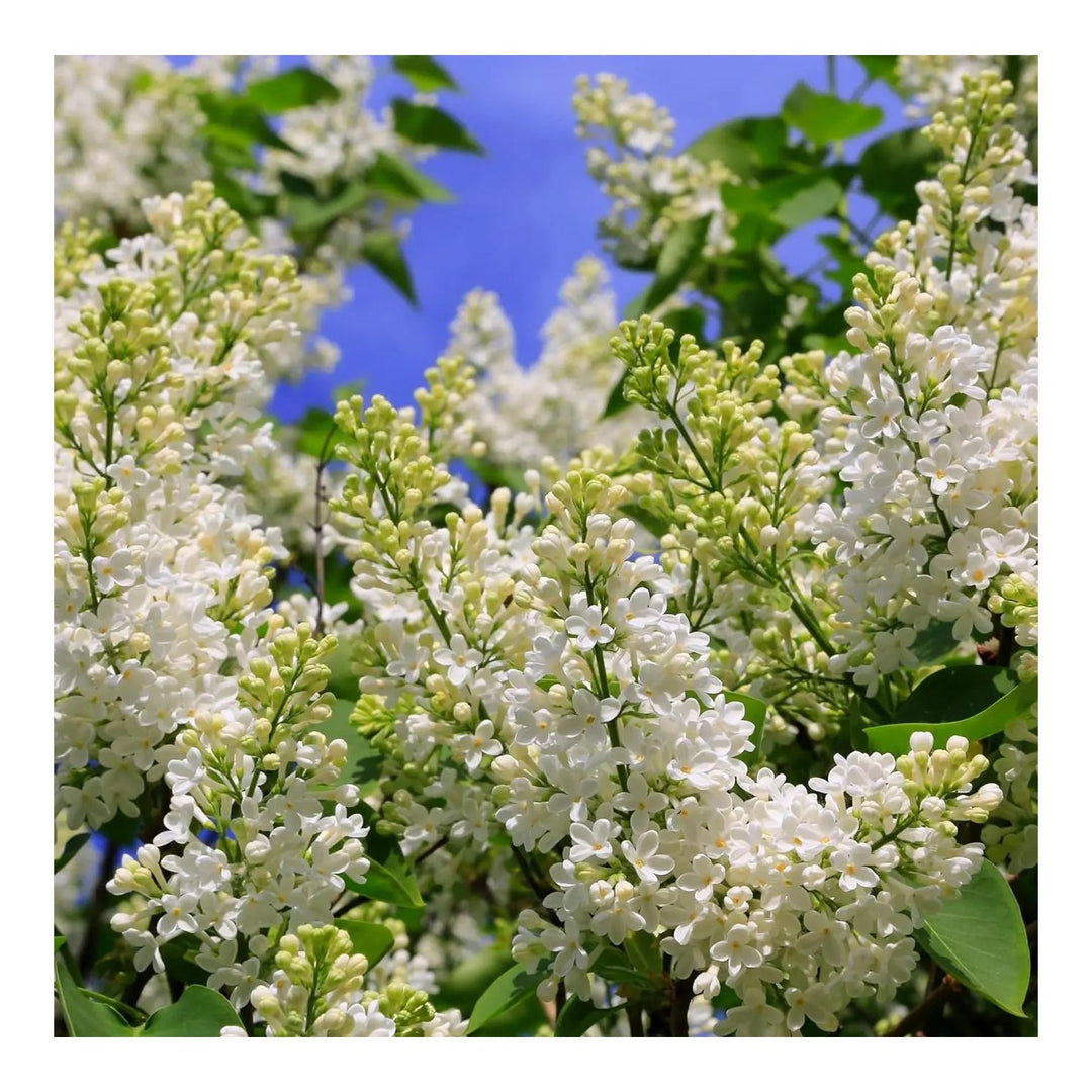 White Japanese Lilac For Planting Non Gmo Heirloom Garden Flower Seeds for Home Garden Planting, [neera-v5-5736c6ecd9cd7588e075]