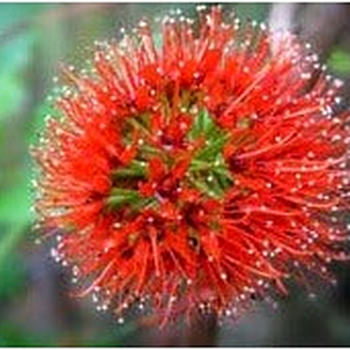 Red Greyia Sutherlandii Flower Seeds for Planting | Heirloom, Non-GMO, High Germination Organic Garden Seeds for Exotic Blooms [neera-v5-57372e2b9c925ca3a4f2]