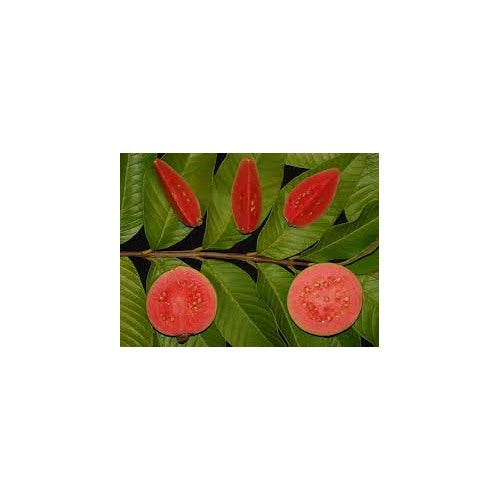 Ruby Supreme Guava Fruit Seeds for Planting [neera-v5-5739253cf6844b41b209]