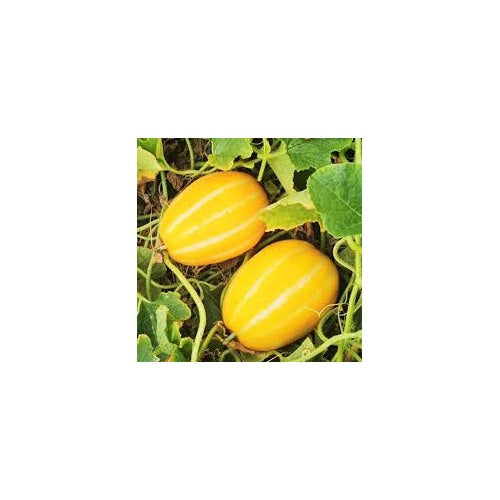 Korean Melon Fruit Seeds for Planting [neera-v5-5739c311eb361921bdbb]