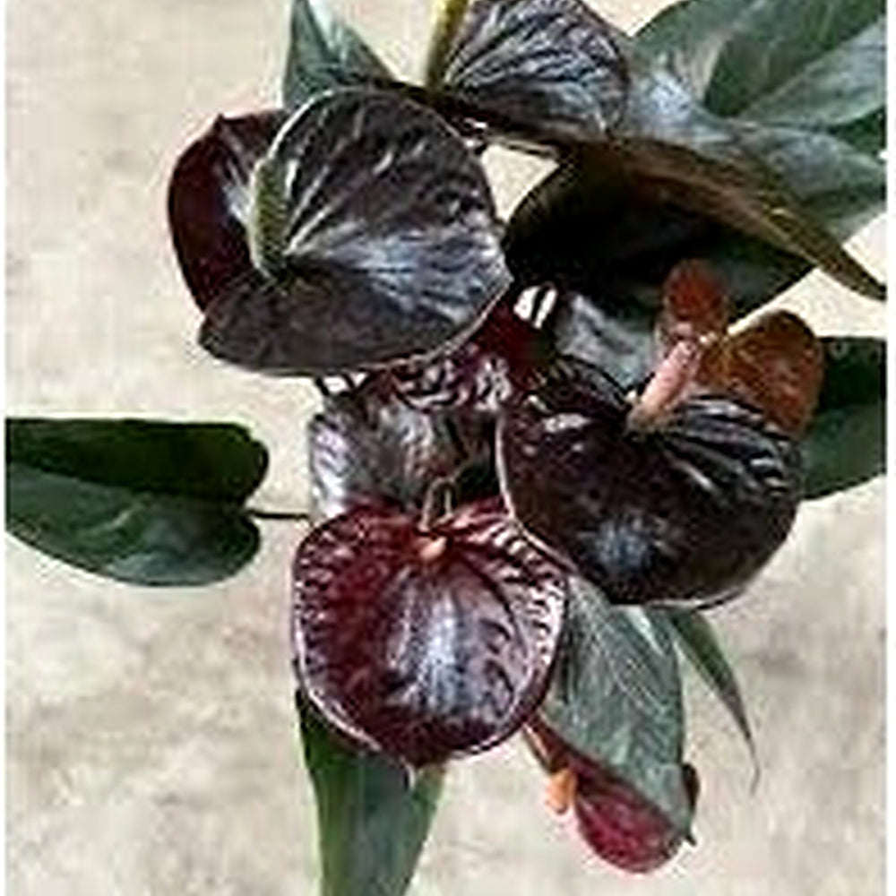 Anthurium ‘Black Queen’ Plant Seeds [neera-v5-5740f7ddb0cc907cb542]