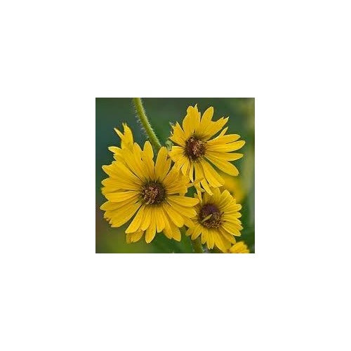 Spring Madia Flower Seeds [neera-v5-574306f01b3e0b0cdfe8]