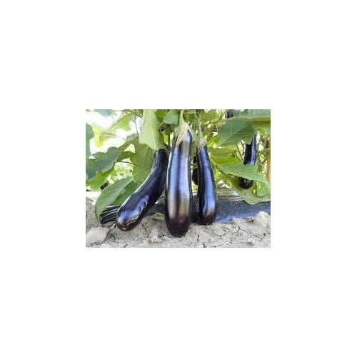 Eggplant Black Beauty Seeds [neera-v5-5747dab768e7a7d7f2a6]