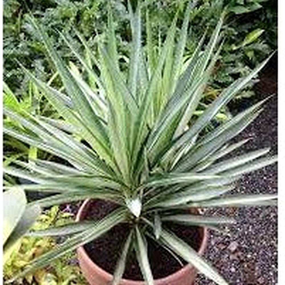 Yucca Elata Plant Seed Set | Hardy, Drought-Tolerant Decorative Plants [neera-v5-574e1848d6383376fd19]