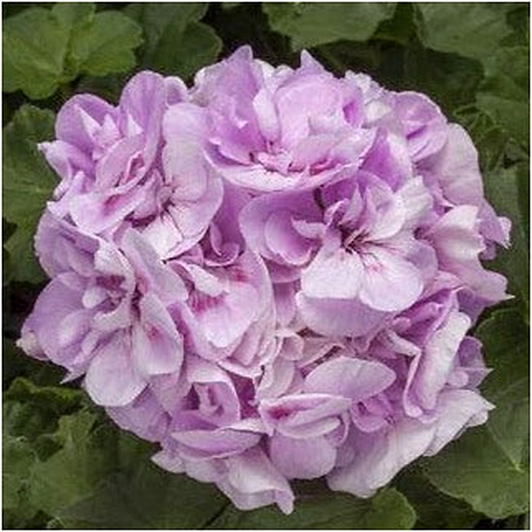 White Geranium Perennial Flower Seeds for Planting [neera-v5-574f645053e11087e01f]