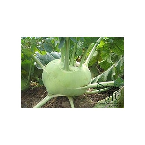Green Kohlrabi Vegetable Seeds for Planting [neera-v5-5755eae2b2c1459adfd8]