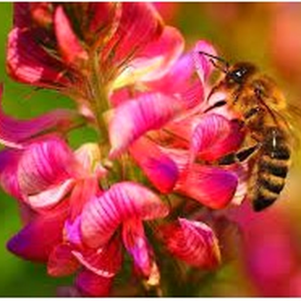 Heirloom Sainfoin Flower Seeds for Planting [neera-v5-575a203781ead73ea6aa]